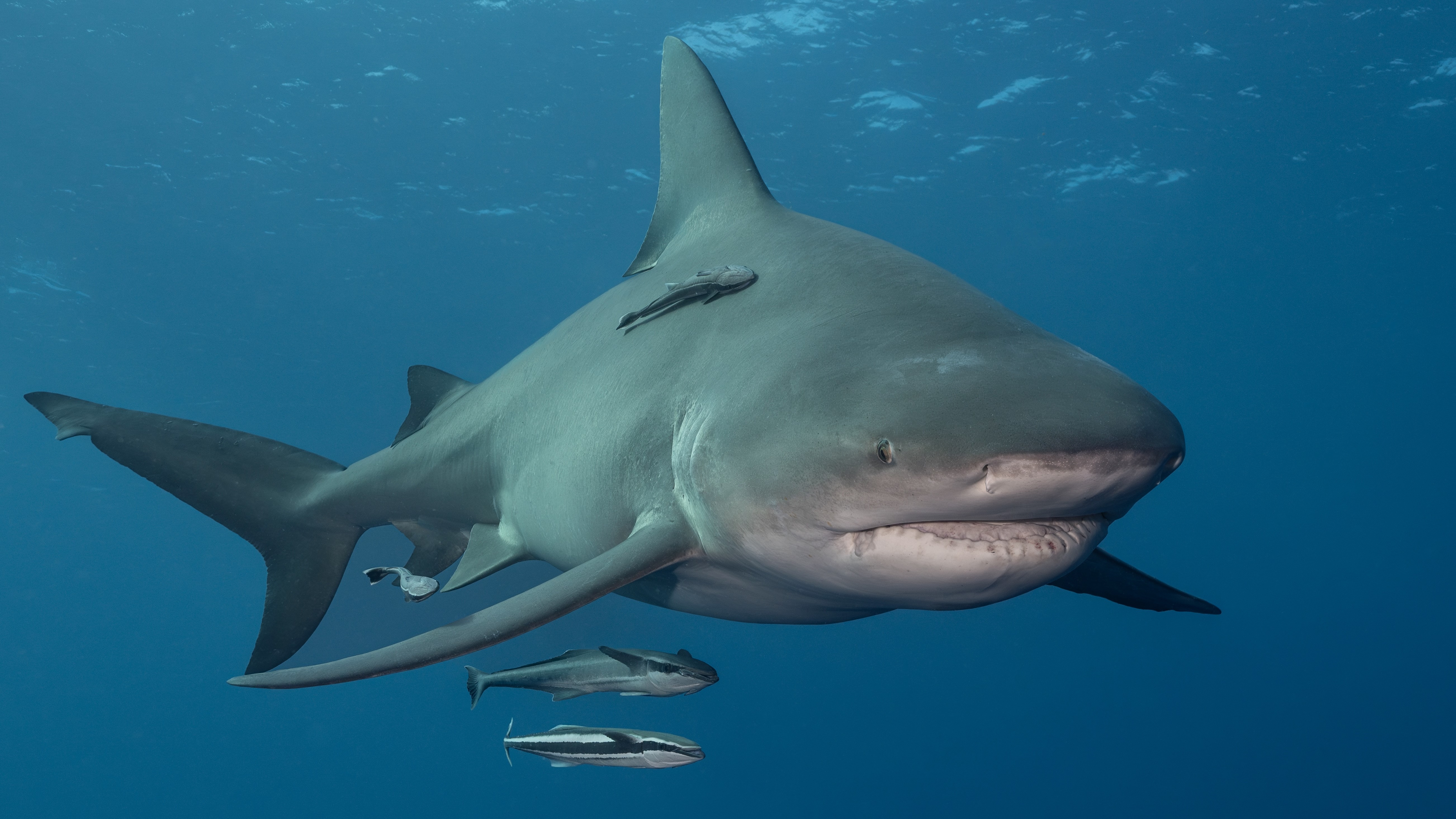 a bull shark facing the camera with two fish swimming beneath it