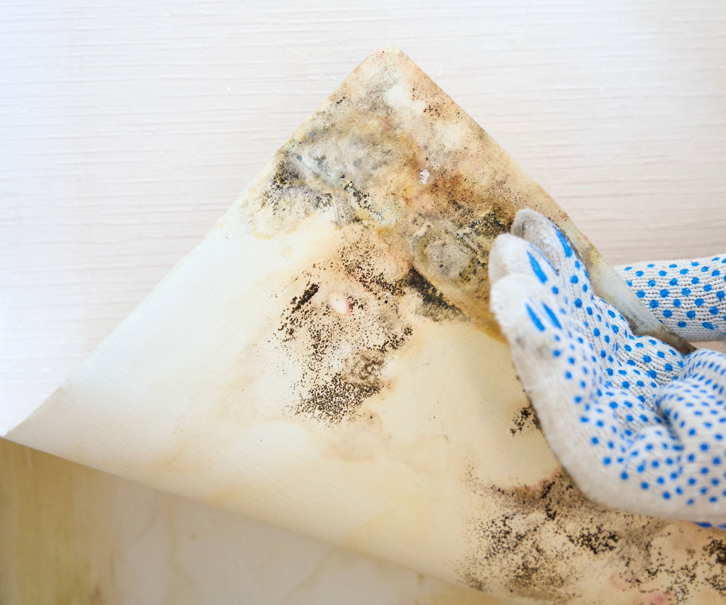 Hand with rubber glove pulling a piece of wallpaper back with toxic black mould behind it