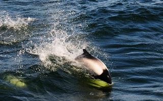 commerson's dolphin leaps from water