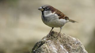 house sparrow