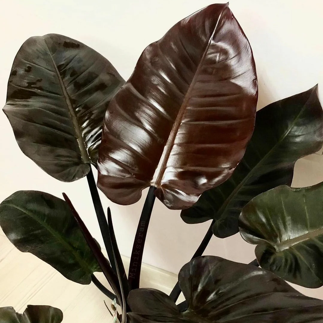 Philodendron 'black Cardinal'
