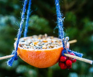 bird ball feeder in orange peel holder