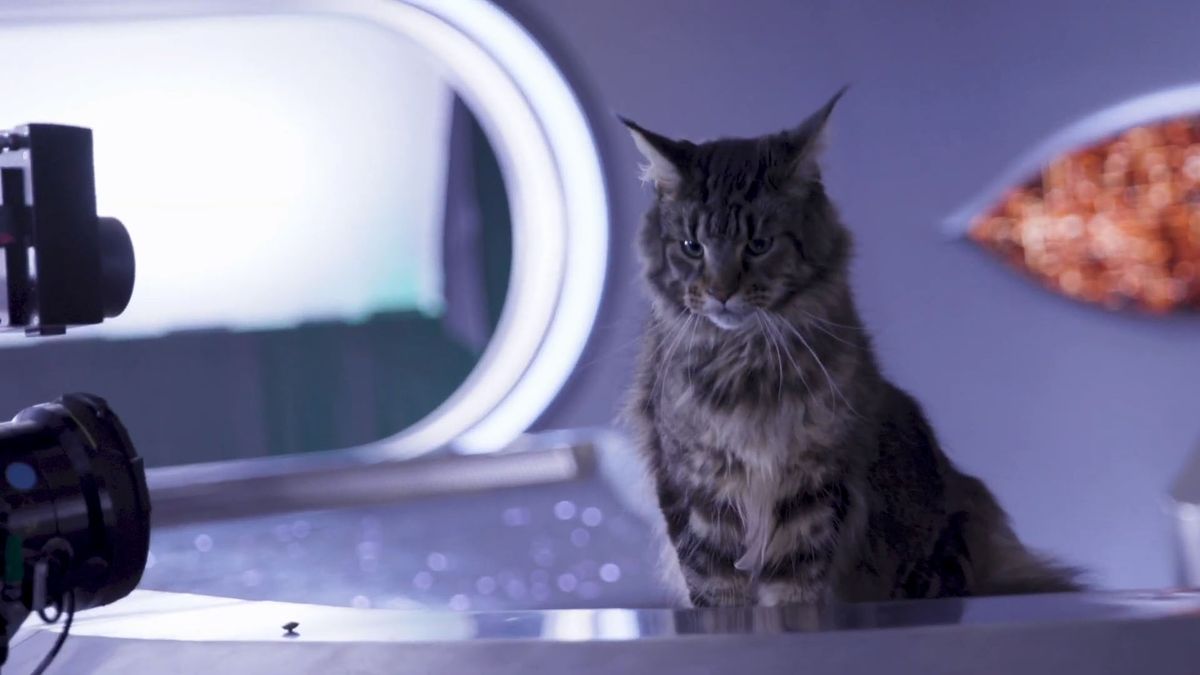 cat in star trek discovery