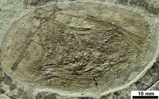 This pterosaur embryo was preserved within an egg recovered from 124-million-year-old rocks in Liaoning province, China. The embryo was almost ready to hatch and has long, well-developed arms and legs that supported the flight membranes.