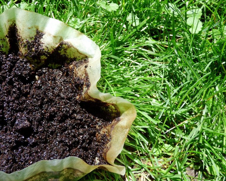 Are Coffee Grounds Good For Lawns Tips On Using Coffee Grounds On