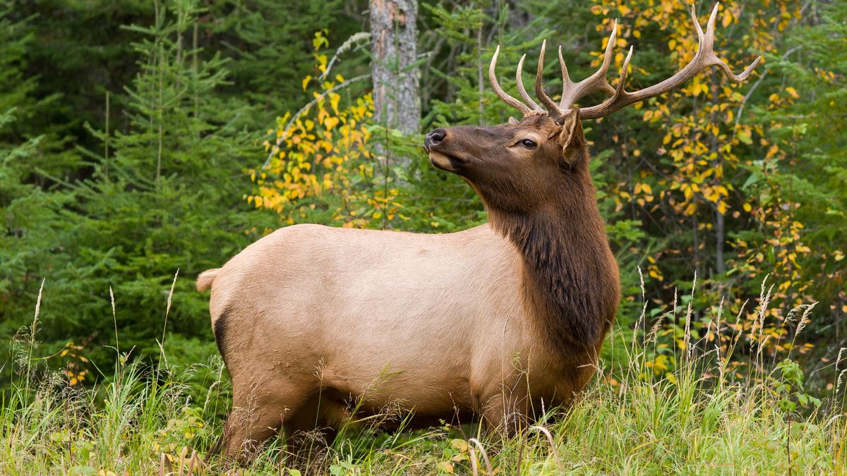 Bull elk in woodland, USA