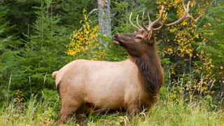 Bull elk in woodland, USA