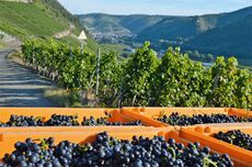 Pinot Noir harvest at Jean Stodden vineyards overlooking the Ahr river