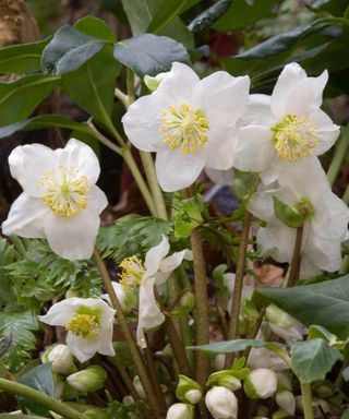 white flowers of H. niger, the Christmas rose