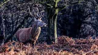 Photo of a Stag in Richmond Park taken with the Canon EOS R3