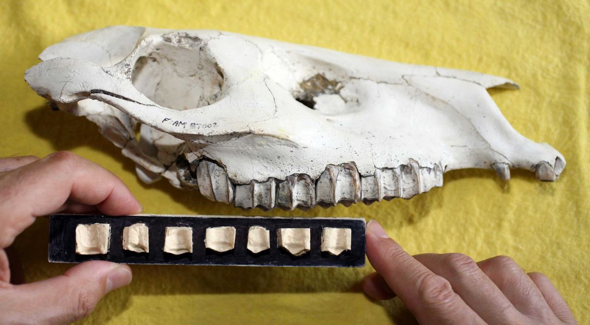 Horses molar comparison