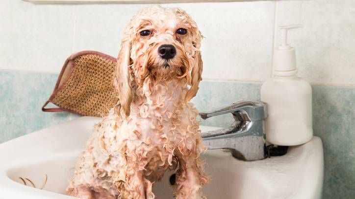 High-Quality Can You Use Conditioner On Dogs Design Concept High-Quality Can You Use Conditioner On Dogs Design Concept
