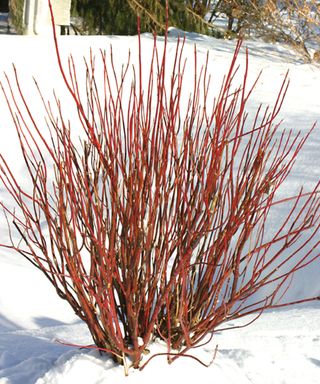 Arctic Fire Red red twig dogwood