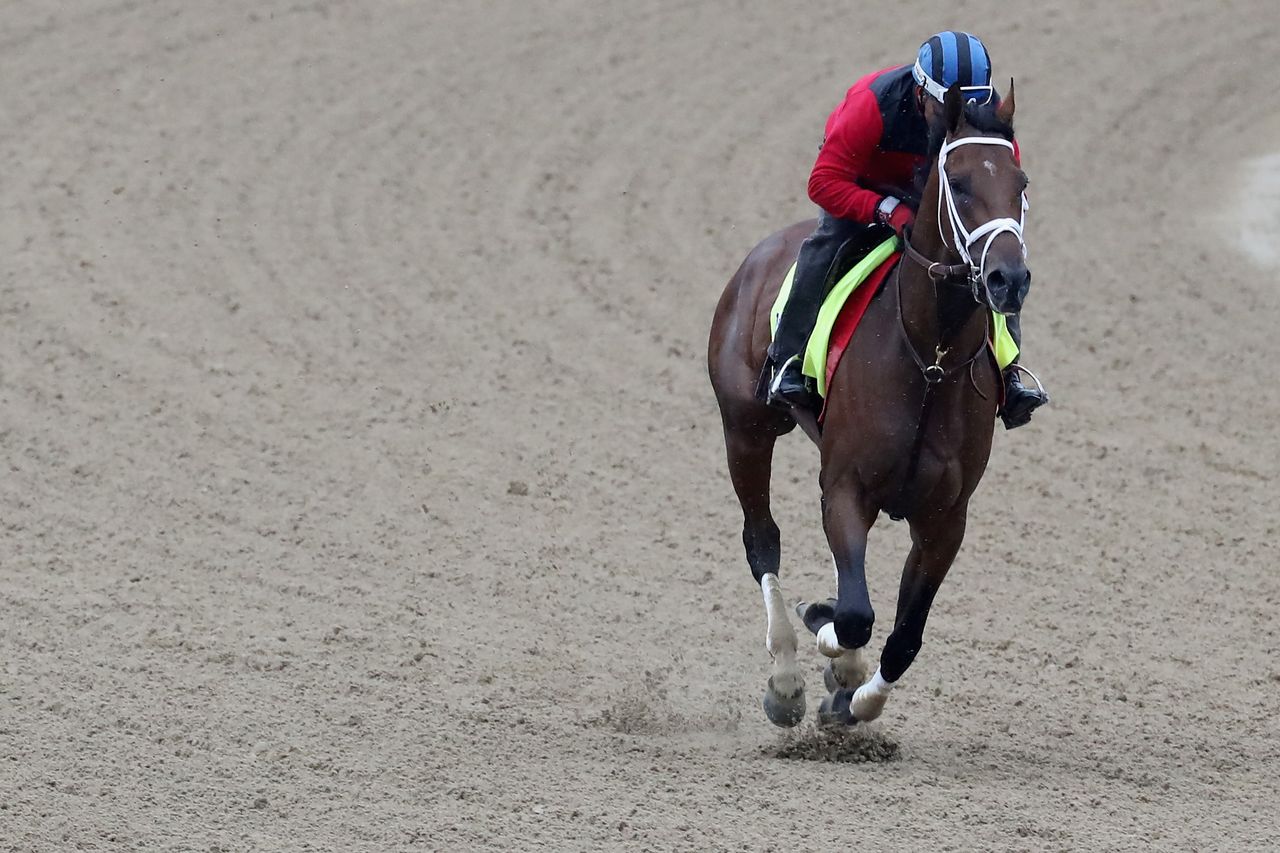 State of Honor, one of the 2017 Kentucky Derby contestants.