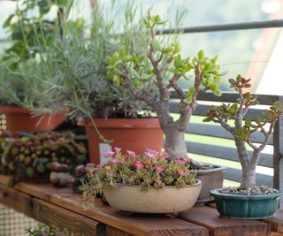 succulents in containers on a balcony table