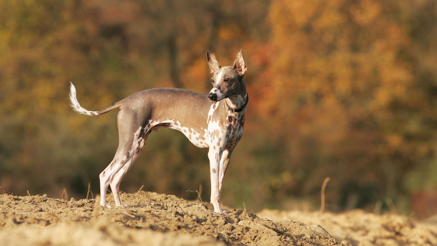 Peruvian Inca Orchid dog