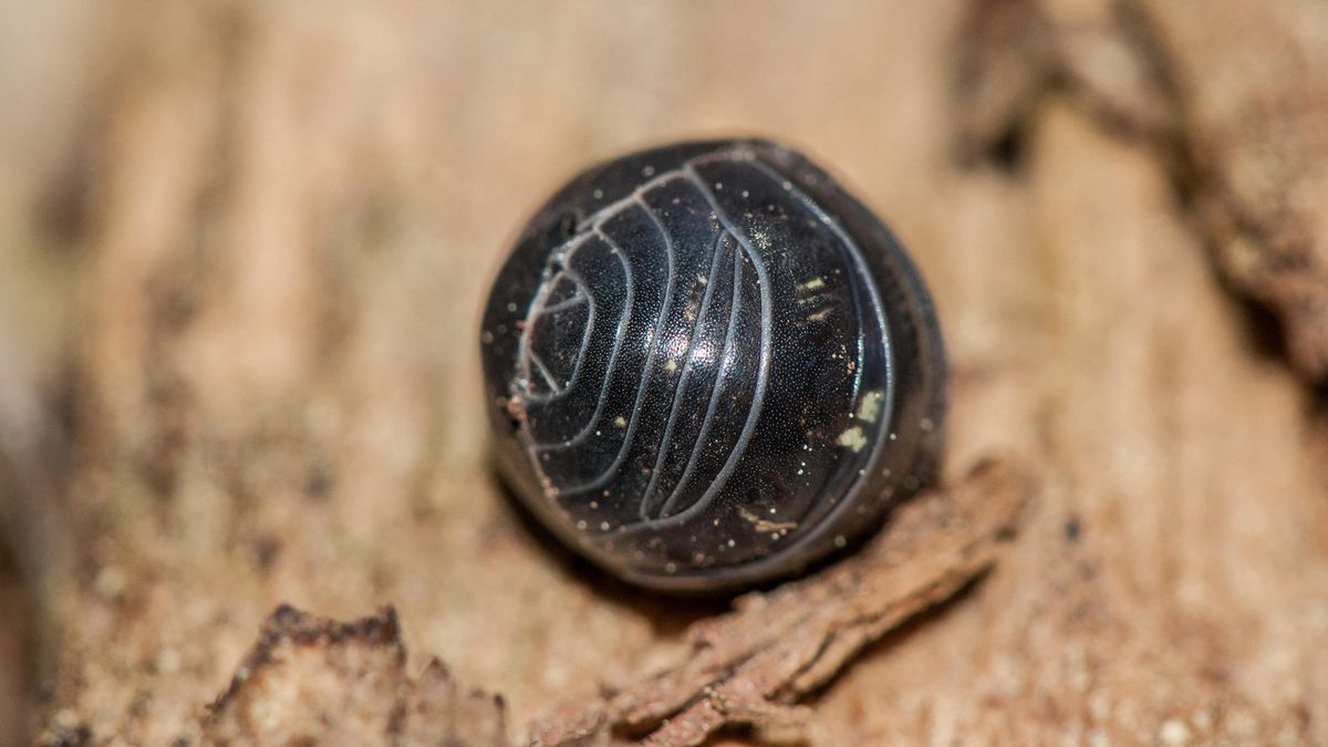 What is the roundest animal?