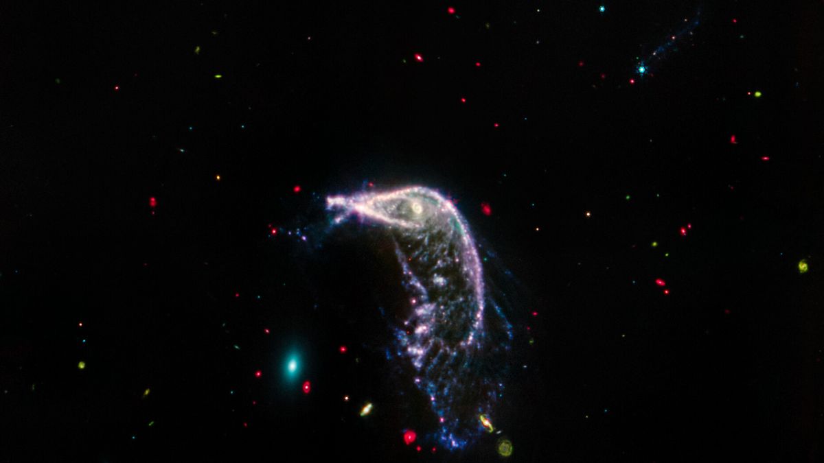 NASA’s James Webb Space Telescope’s mid-infrared view of interacting galaxies Arp 142 seems to sing in primary colors. The Egg shows up as a tiny, teal-colored oval, because it is made up of old stars and has lost or used up most of its gas and dust. At right, the Penguin’s star-forming regions are represented in pink and purple, and contain smoke-like material known as polycyclic aromatic hydrocarbons