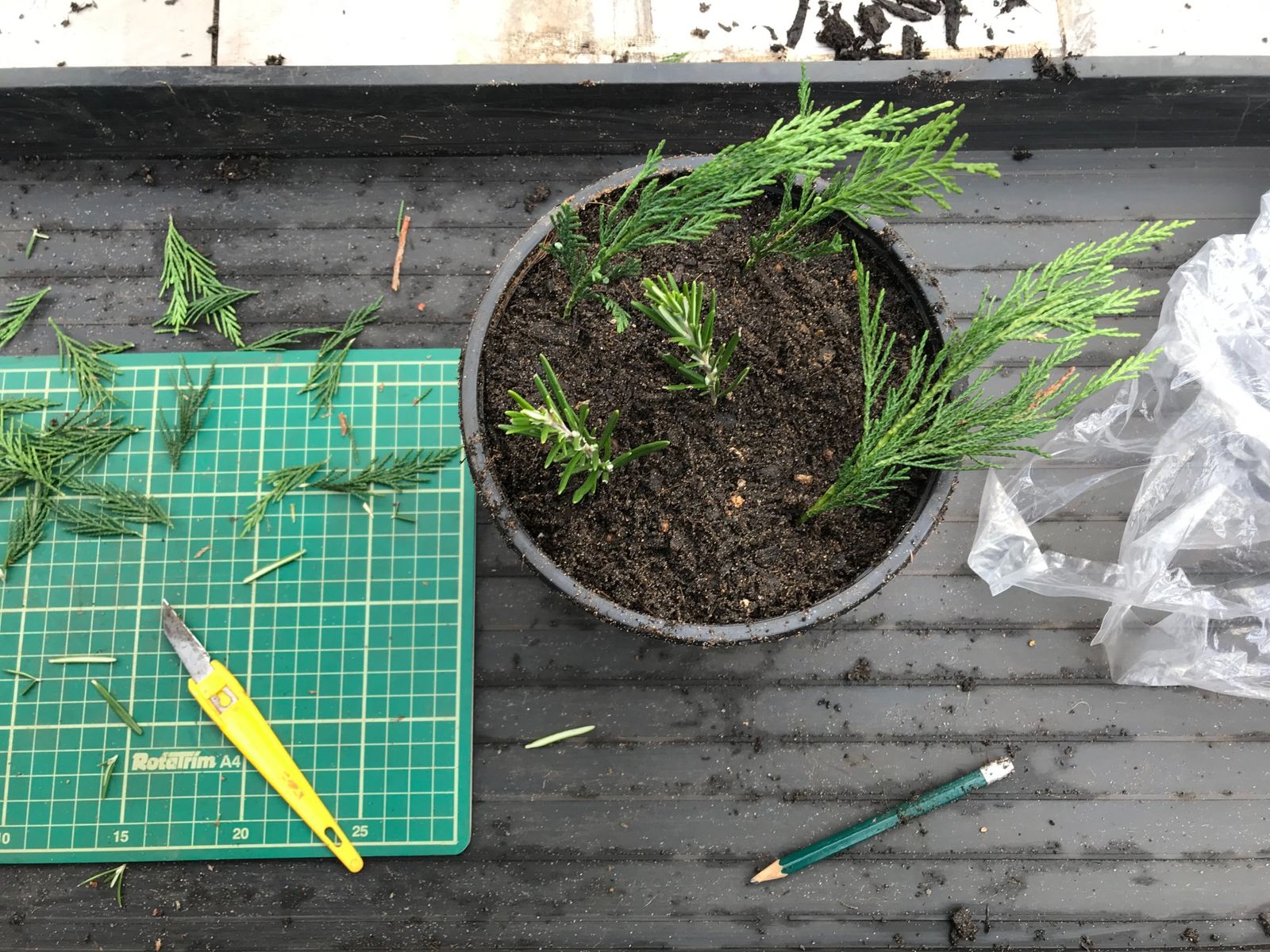 How to take cuttings – and when to take them for the best success rate ...