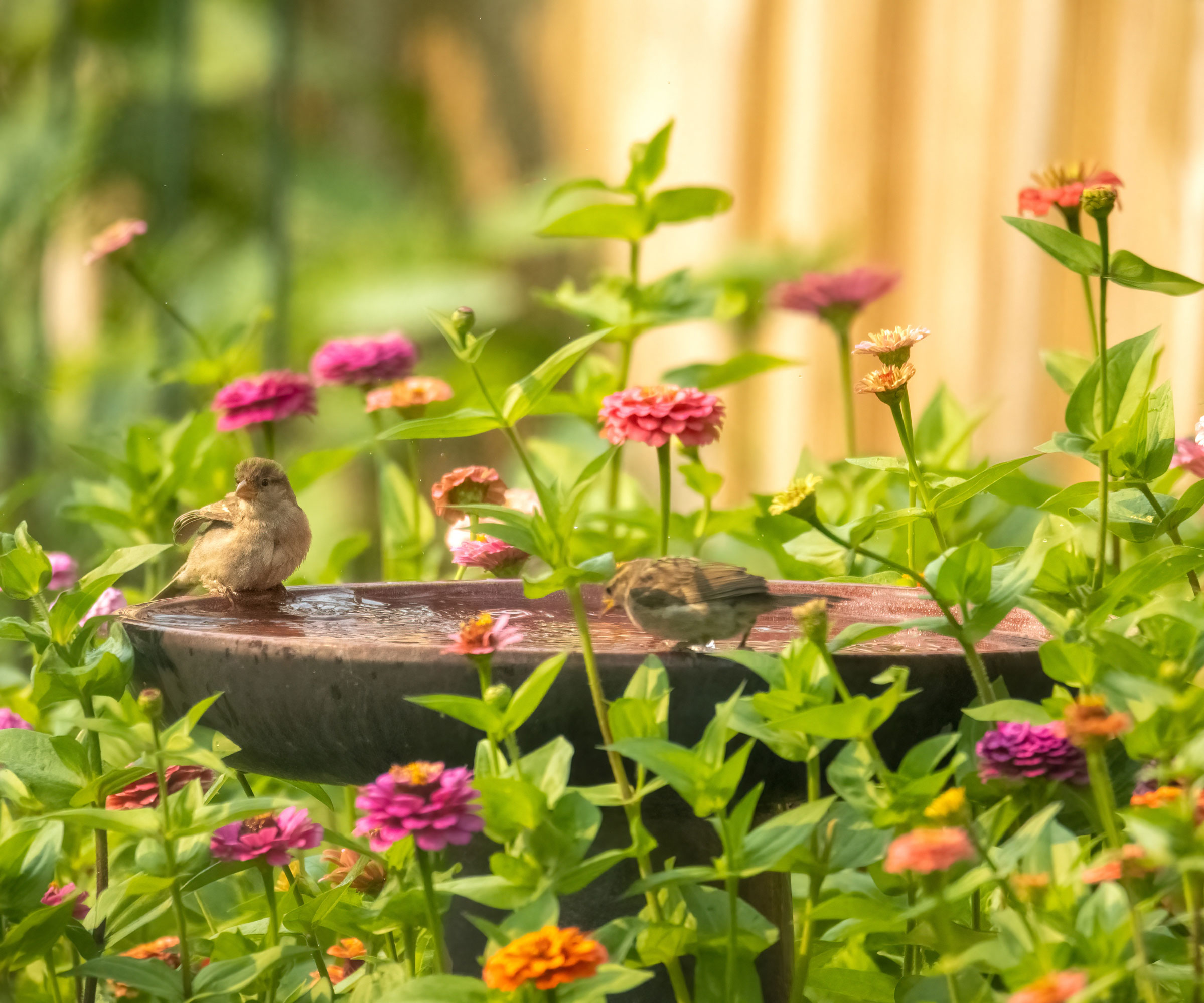 finch sitting on stone bird bath in backyard surrounded by zinnias and summer flowers