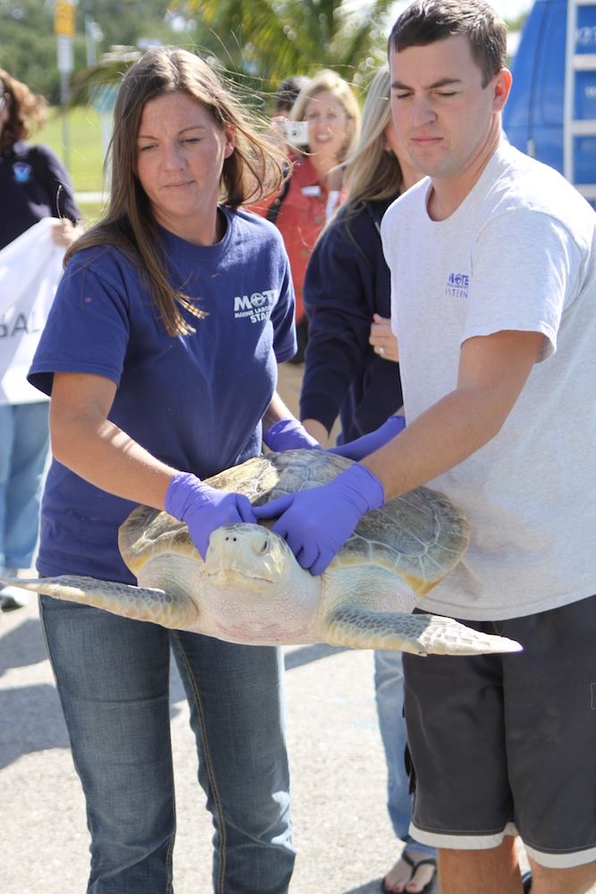 Amazing Journey: World-Traveling Sea Turtle Goes Home | Live Science