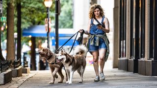 Young woman walking dogs and using smartphone in urban neighborhood 