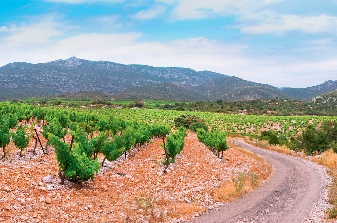 Typical garrigue scrubland adjacent to Domaine d&rsquo;Aupilhac&rsquo;s vines in Montpeyroux