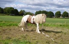 RSPCA-appeal-stallion.jpeg
