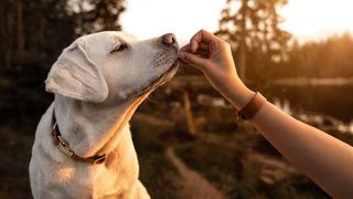 best puppy treats