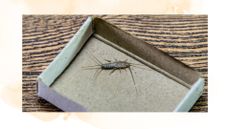 picture of a silverfish in a match box