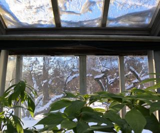 Plants in a greenhouse for winter