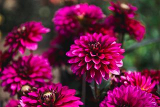 Close-up dark purple dahlia bloom