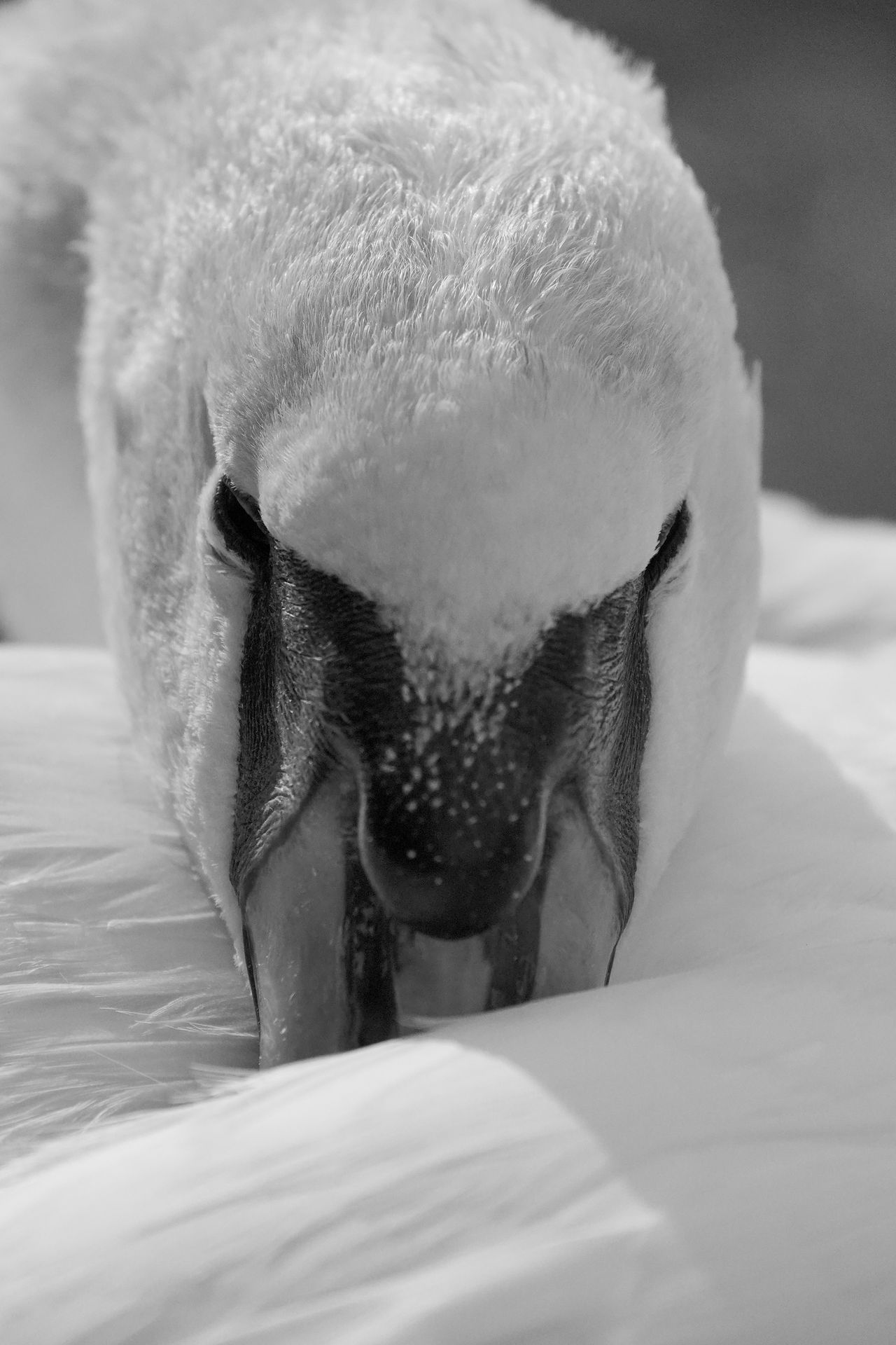 A photo taken on a Sony RX10 V bridge camera