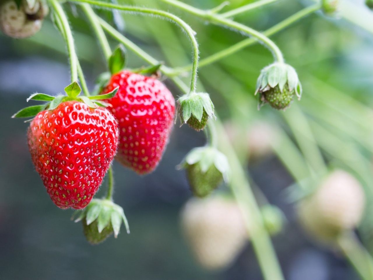 Strawberry Plant