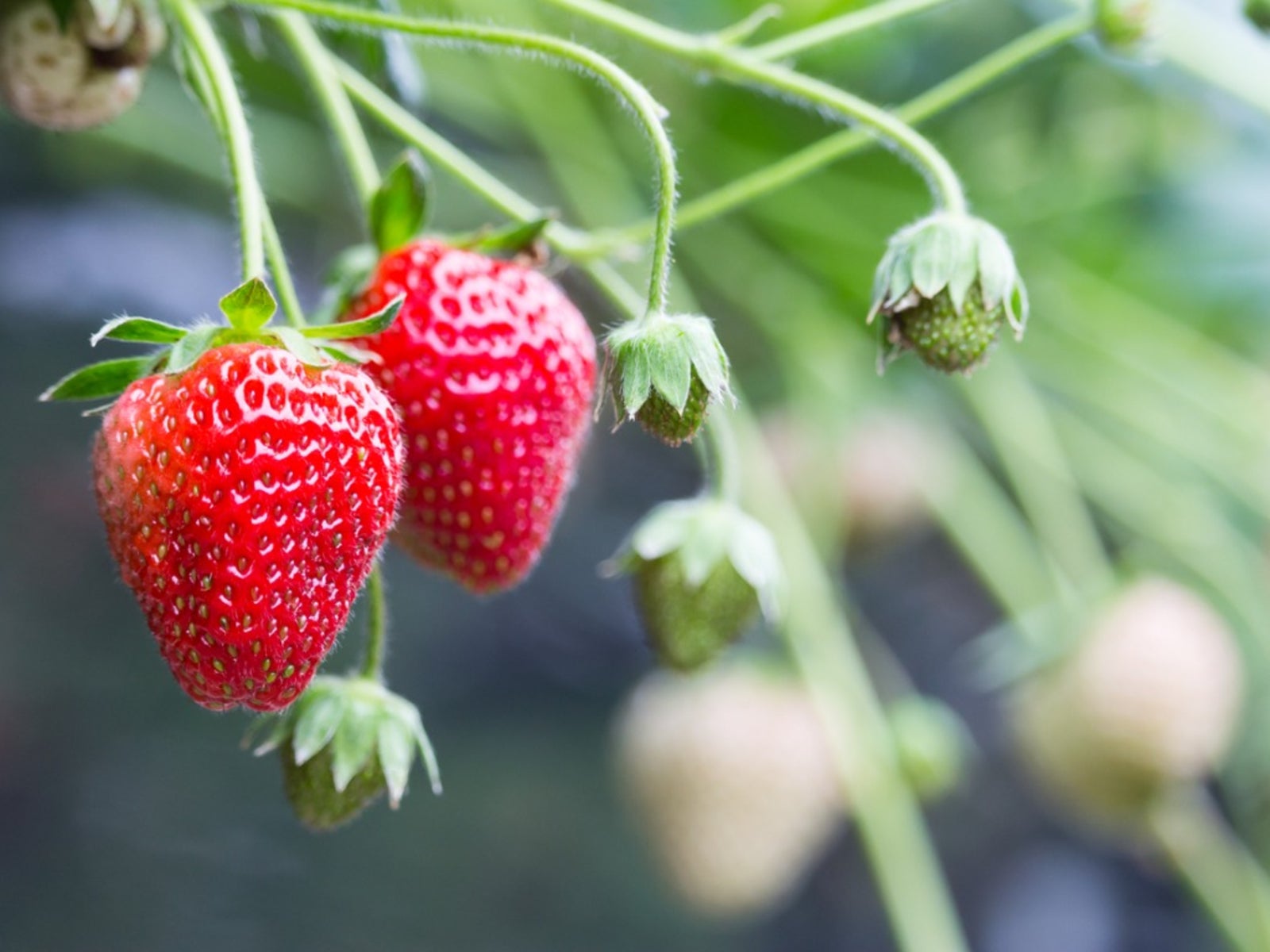 Growing Strawberries, use Straw to protect the fruit. Why we put