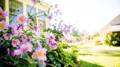 Pink flowers in the backyard - for article on ways to keep pests out of your yard