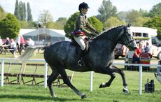 THE PROF ridden by Sophie Buckley for owner Sophie Buckley Champion in the Amateur Hunter Championship during the Royal Windsor Horse Show in Windsor Castle, Berkshire, UK between 13th-17 May 2015
