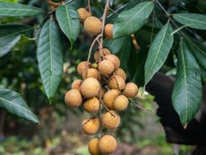 A bunch of light brown dragons eye longan fruit growing on a tree