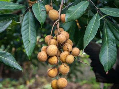 A bunch of light brown dragons eye longan fruit growing on a tree