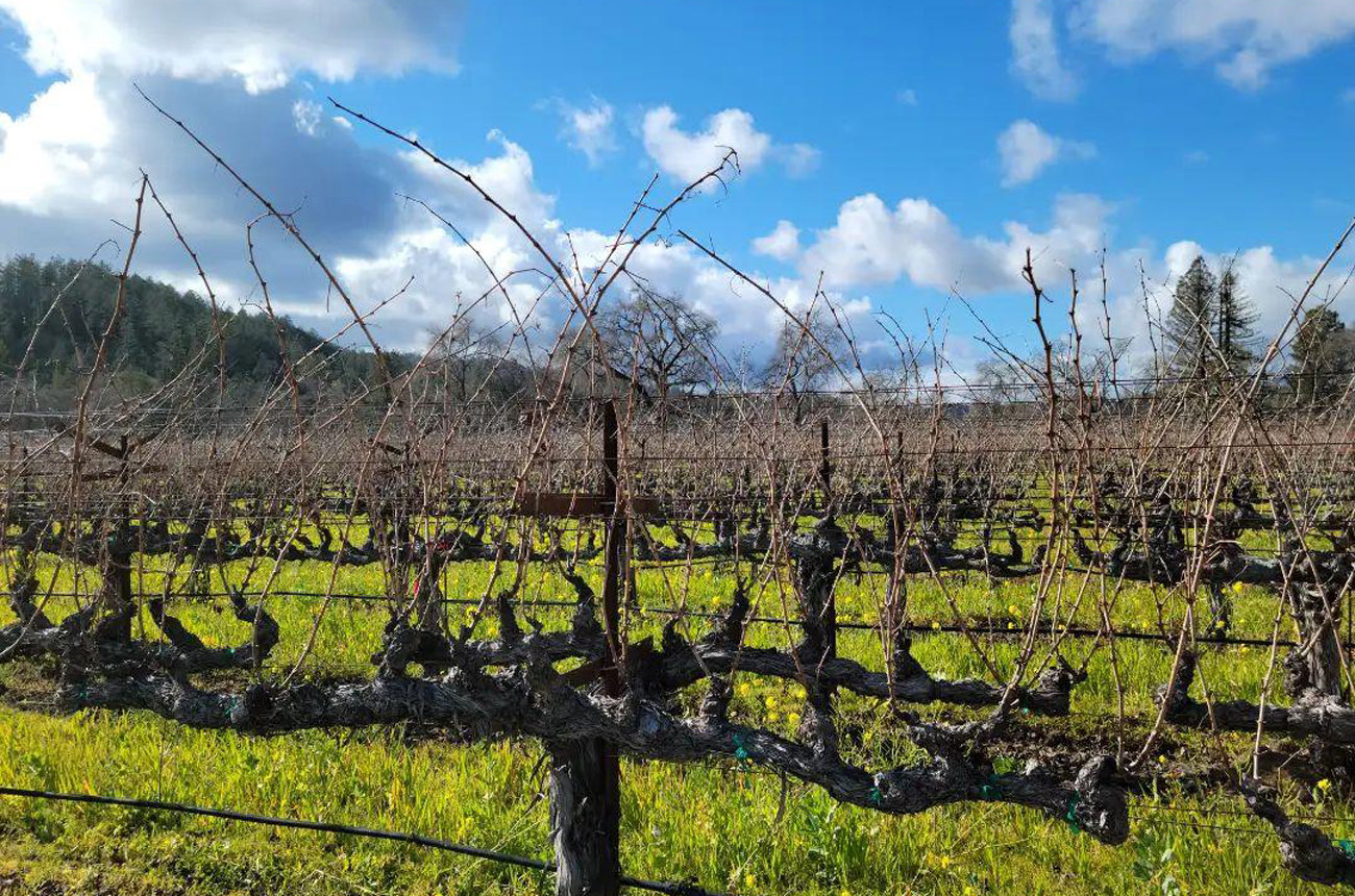 mustard flowers in Napa vines