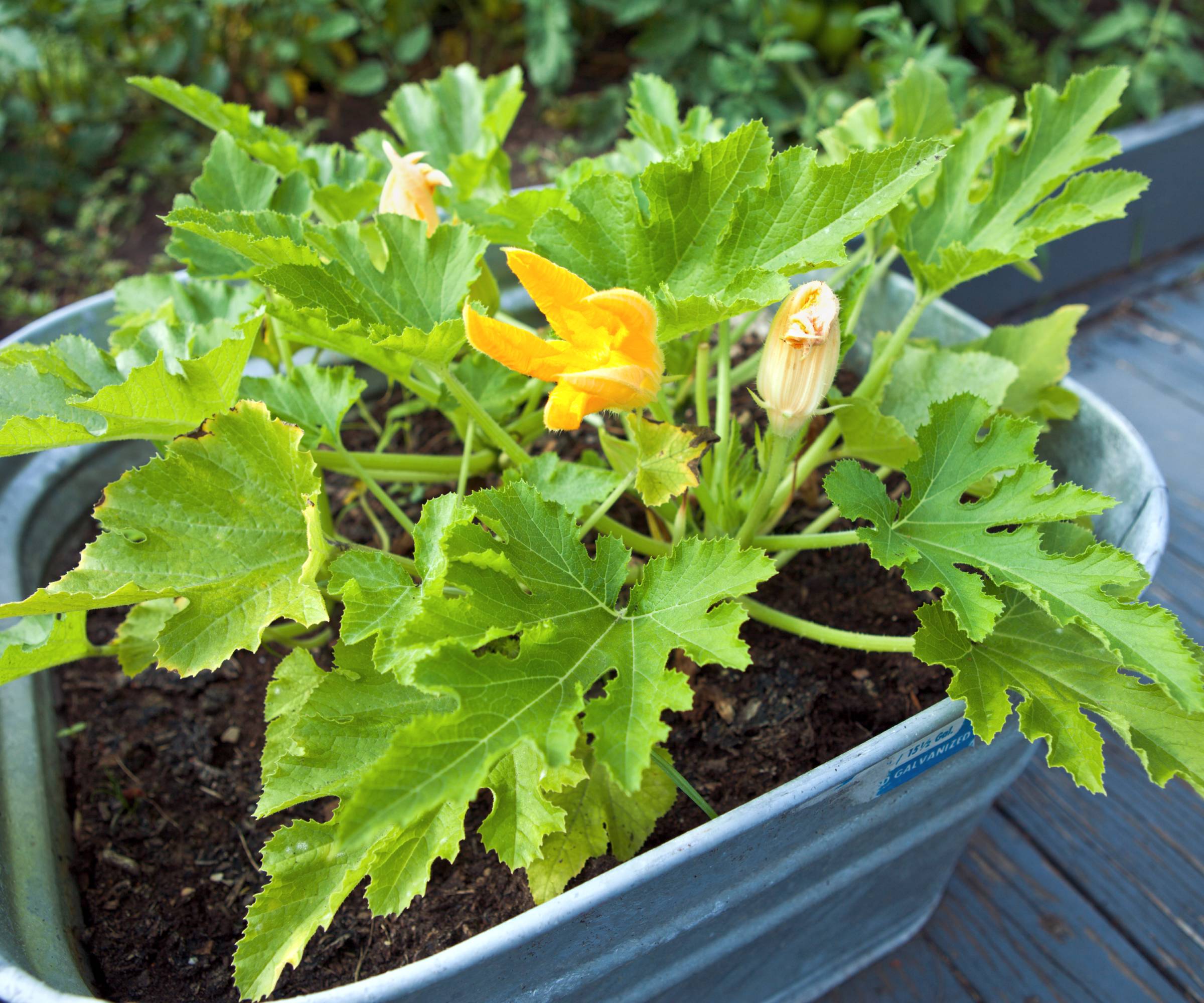 A potted zucchini plant on a porch