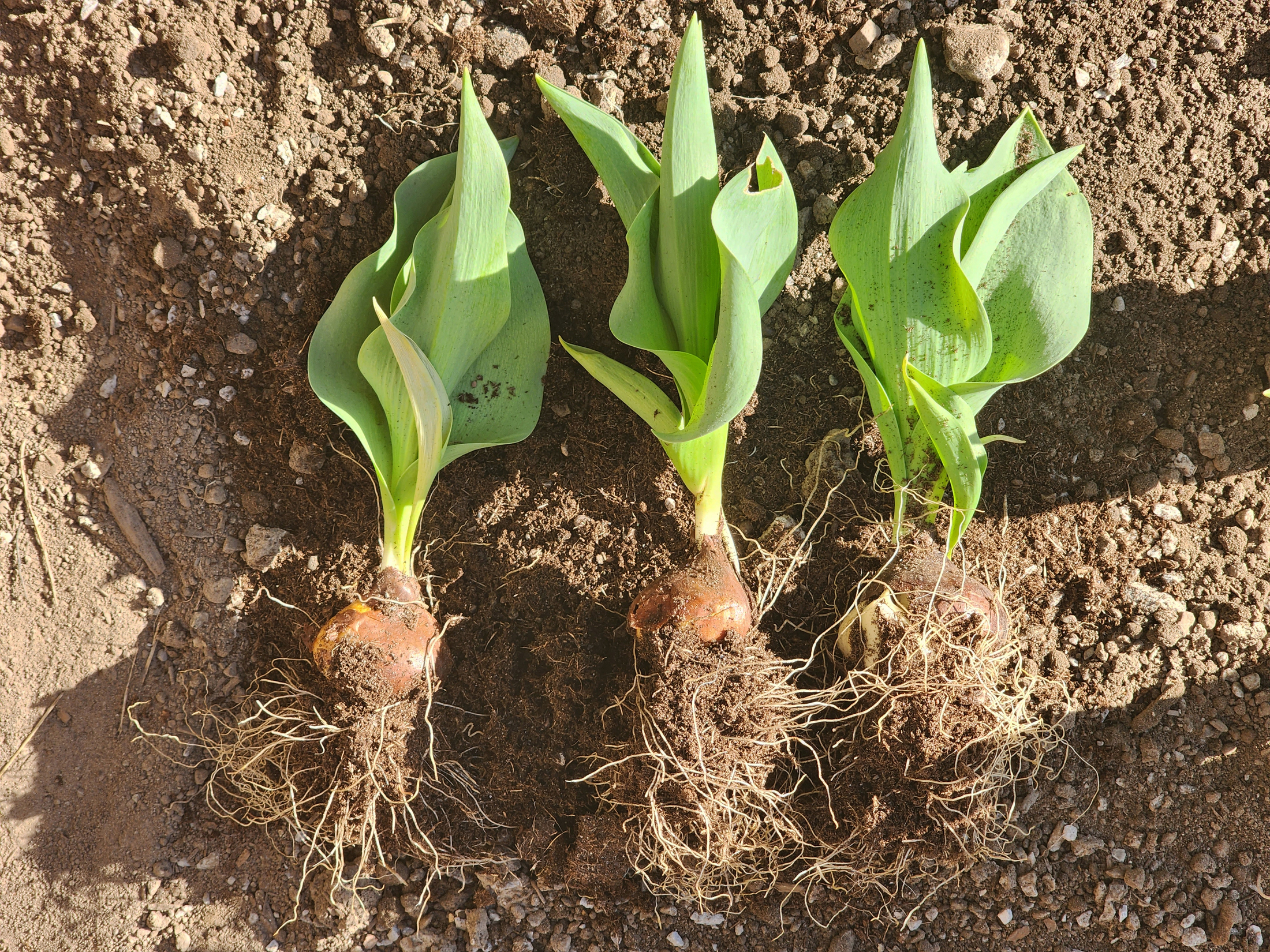 tulip bulbs