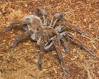 The Goliath birdeater spider is considered the world's largest spider, with a leg span that can reach up to a foot (30 centimeters).