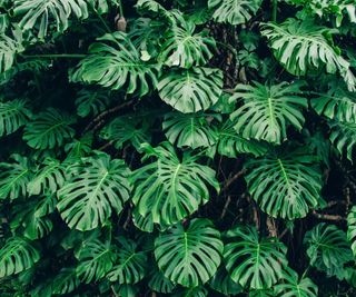 Monstera growing outdoors