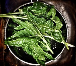 how to grow spinach: straight from plot to pot