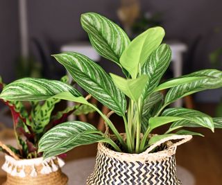 Chinese evergreen plant