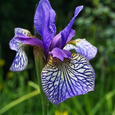 blue iris flower