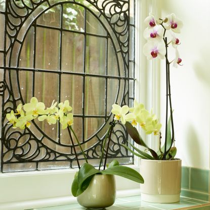 Tiled windowsill with two potted orchids 