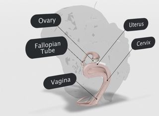 Female Reproductive System Google 3d