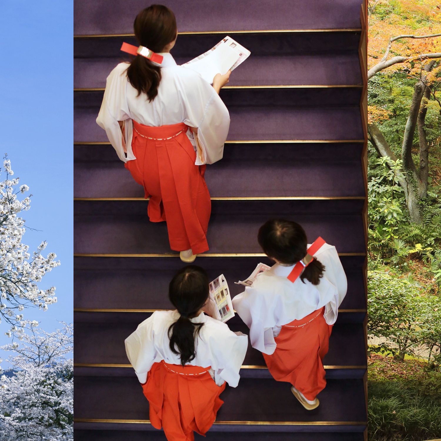 Collage, Tree, Costume, Adaptation, Plant, Photography, Art, Taekkyeon, Leisure, Uniform,